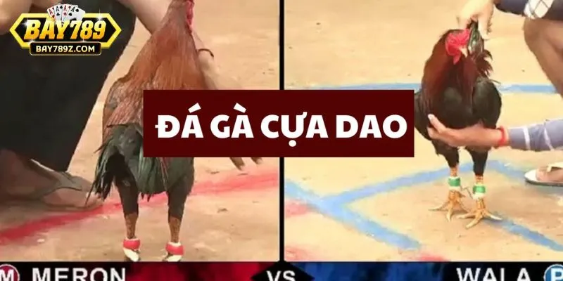 Có nhiều ưu điểm nổi bật nên đá gà cựa dao được nhiều người chọn tham gia