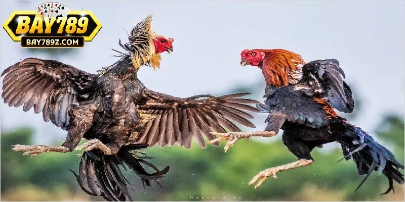 Phân tích kèo để áp dụng cách chơi đá gà ngũ sắc