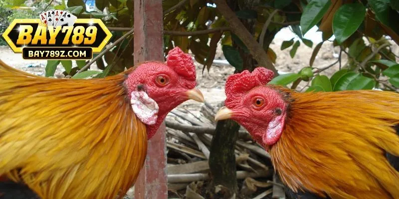 Tham gia chơi đá gà ngũ sắc nên phân tích lối đá chi tiết
